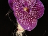 kvety51_001