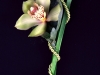 kvety55_001