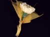 kvety61_001